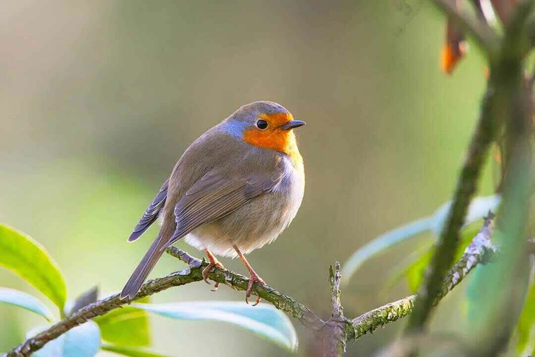 Forest Robin